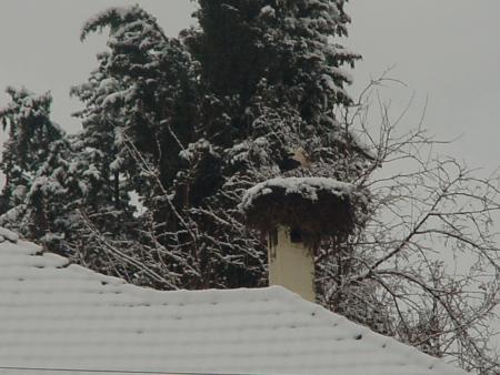 La cicogne / the stork